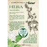 Eco-Postcard pianta officinale - Melissa