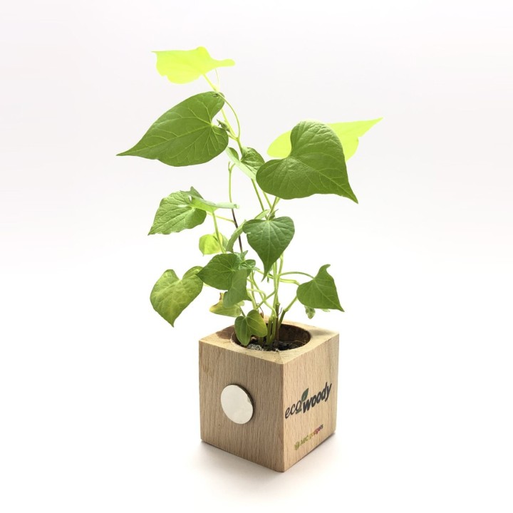 Eco-Woody cubo di legno con semi di Ipomea