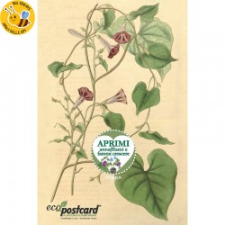 Eco-Postcard cartolina botanica vintage - Ipomea