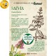 Eco-Postcard Pianta officinale - Salvia