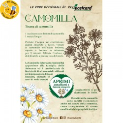 Eco-Postcard pianta officinale - Camomilla