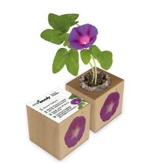 Eco-Woody cubo di legno con semi di Ipomea