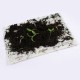 EcoCard carta semi piantabile che germoglia
