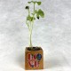Eco-Woody LOVE cubo di legno con semi di Ipomea
