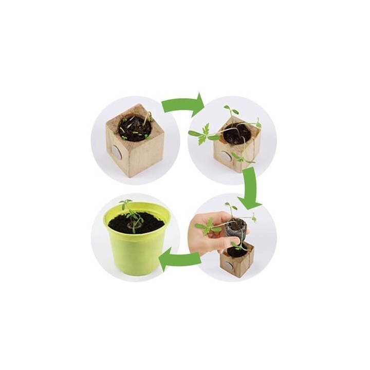 Eco-Woody - Cubo ecologico con semi di Quadrifoglio 