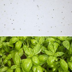 Eco-Card fogli carta piantabile neutra - semi di basilico