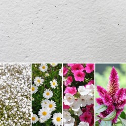 Eco-Card fogli carta piantabile A5/A4/A3 neutra - semi di fiori misti