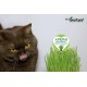 Eco-Postcard gatto che mangia erba gatta