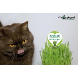 Eco-Postcard gatto che mangia erba gatta