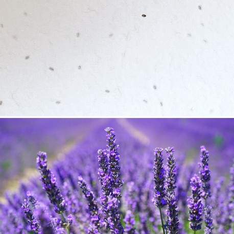 Eco-Card fogli carta piantabile neutra - semi di Lavanda