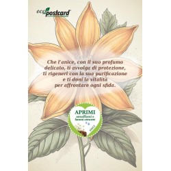 EcoPostcard con frase e dedica con semi di Anice