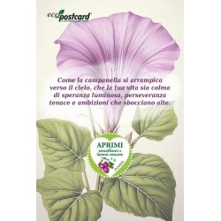 EcoPostcard con frase e dedica con semi di Campanella