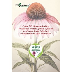 EcoPostcard con frase e dedica con semi di Echinacea