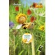 Eco-Postcard L'Ape Maia tarassaco missione dente di leone