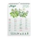 Eco-Calendar 2026 calendario piantabile da muro formato A4 in carta semi Eco-Card