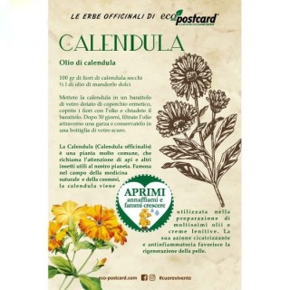 Eco-Postcard pianta officinale - Calendula
