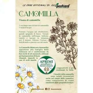 Eco-Postcard pianta officinale - Camomilla