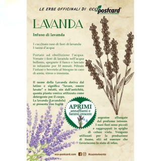 Eco-Postcard pianta officinale - Lavanda