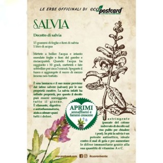 Eco-Postcard Pianta officinale - Salvia