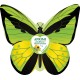 Eco-Decors Farfalla Illustrata – Decorazione piantabile con semi di fiori per api e farfalle