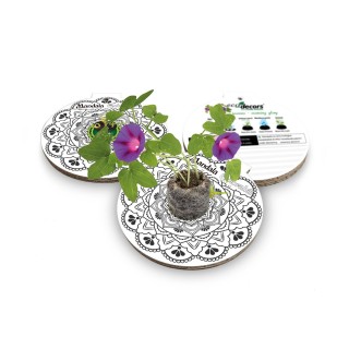 Eco-Decors decorazione ecologica mandala da colorare, con semi di ipomea