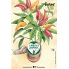 Eco-Postcard Illustrazione ad Acquerello - Peperoncino