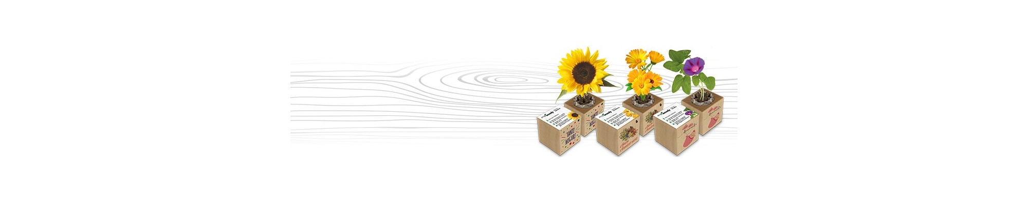 Cubi di legno ecologici con semi - Eco-Woody