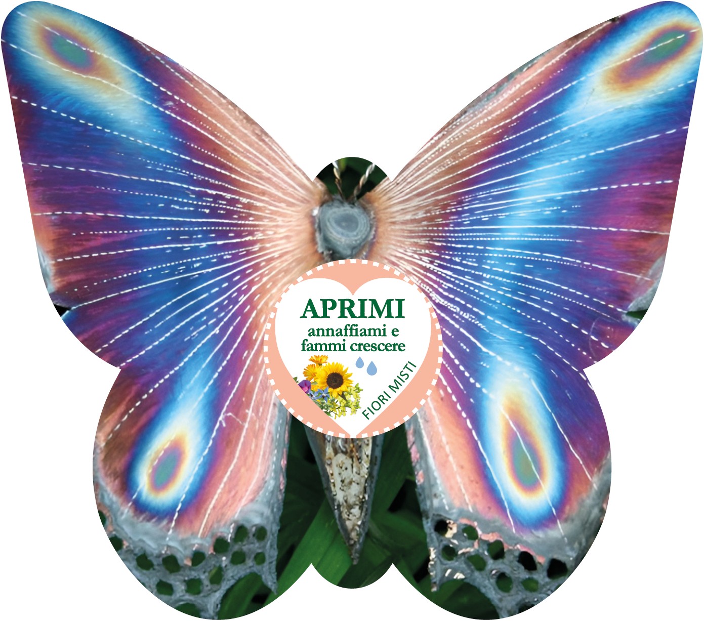 Farfalla Pavone Blu Iridescente
