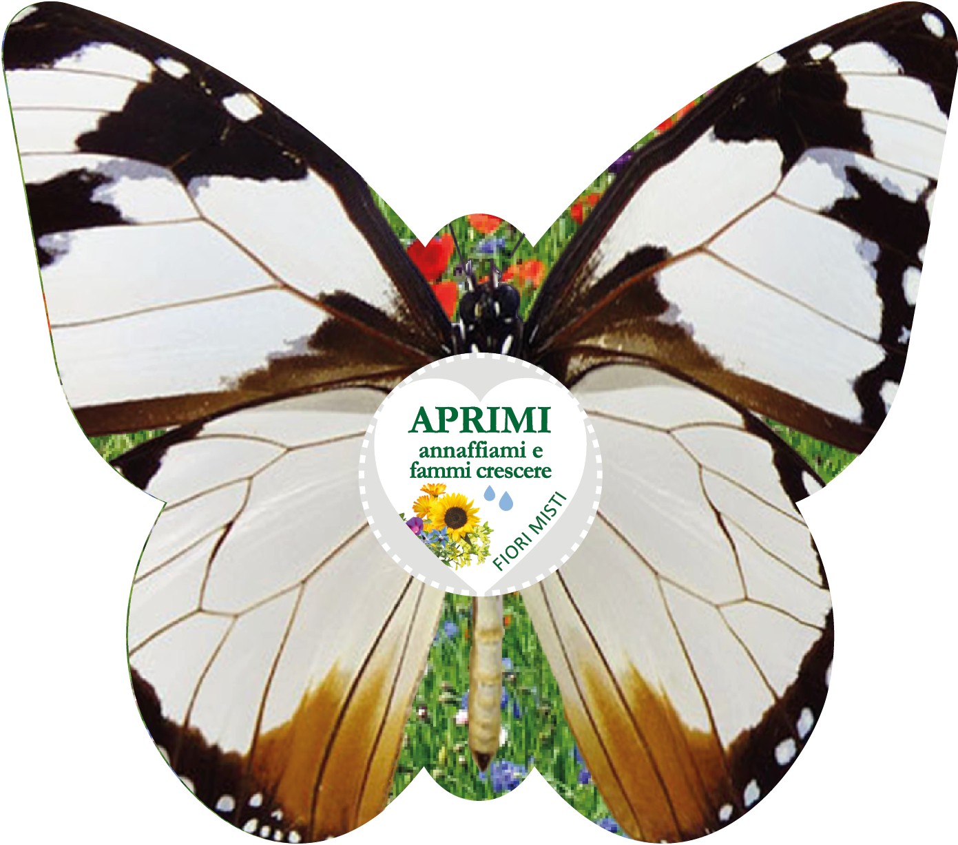 Farfalla Pieridae